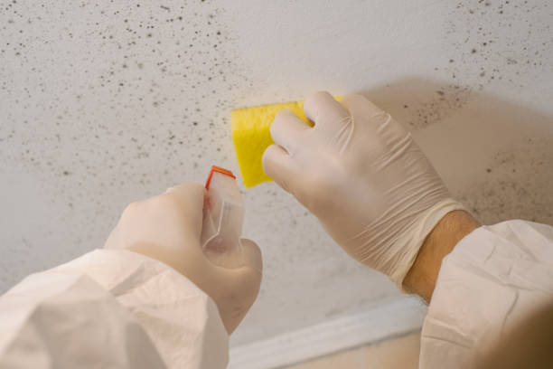 Best Attic Mold Removal  in Agoura Hills, CA